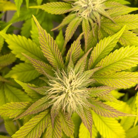 Biscotti growlog timeline photo