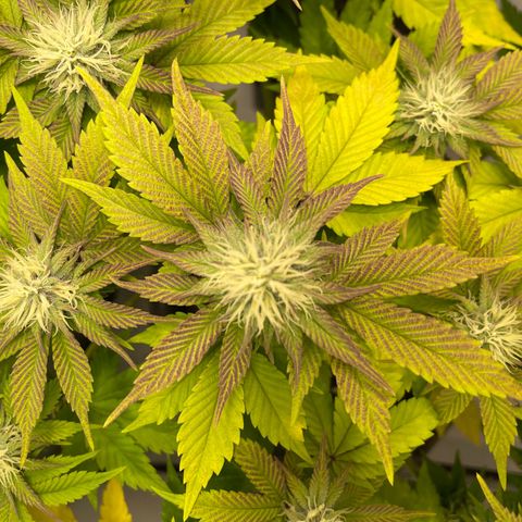 Biscotti growlog timeline photo