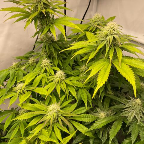 Biscotti growlog timeline photo