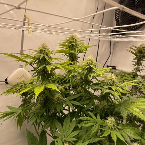 Biscotti growlog timeline photo