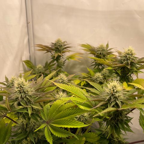 Biscotti growlog timeline photo
