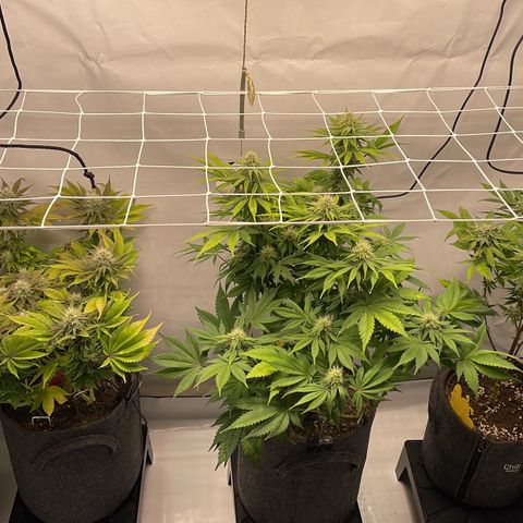 Biscotti growlog timeline photo