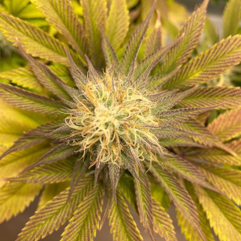 Biscotti growlog timeline photo