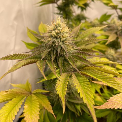 Biscotti growlog timeline photo