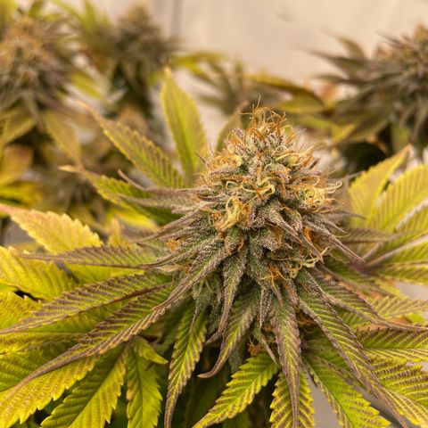Biscotti growlog timeline photo
