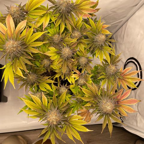 Biscotti growlog timeline photo