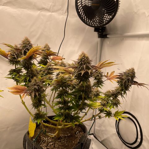 Biscotti growlog timeline photo