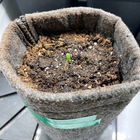 Laughing Buddha growlog timeline photo