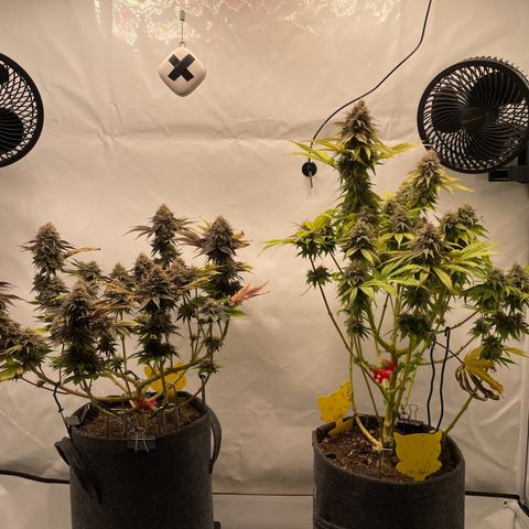 Biscotti growlog timeline photo