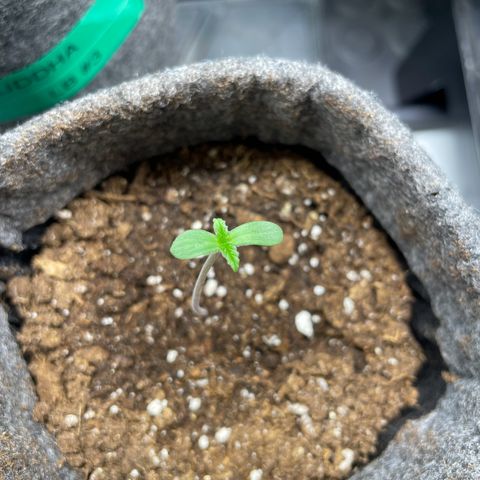 Laughing Buddha growlog timeline photo