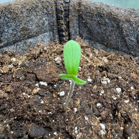 Laughing Buddha growlog timeline photo