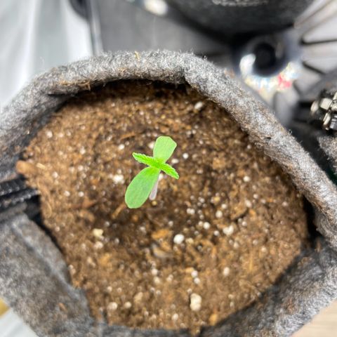 Laughing Buddha growlog photo: #1 / #2 /#3