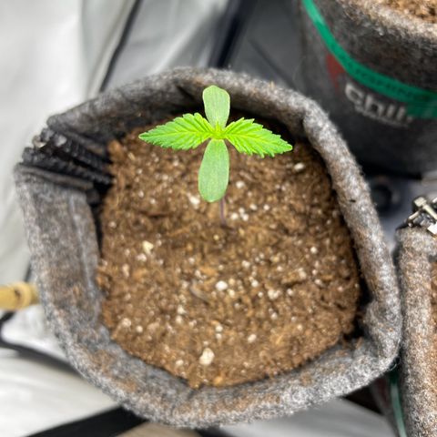 Laughing Buddha growlog photo: #1