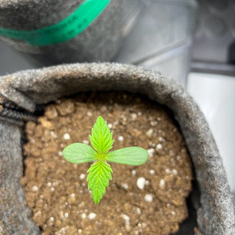 Laughing Buddha growlog photo: #2