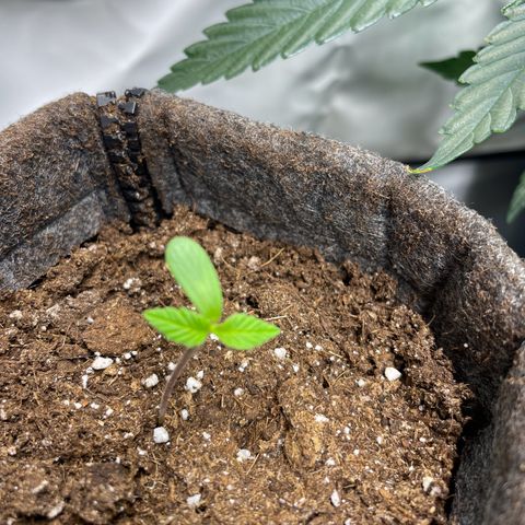 Laughing Buddha growlog photo: #3