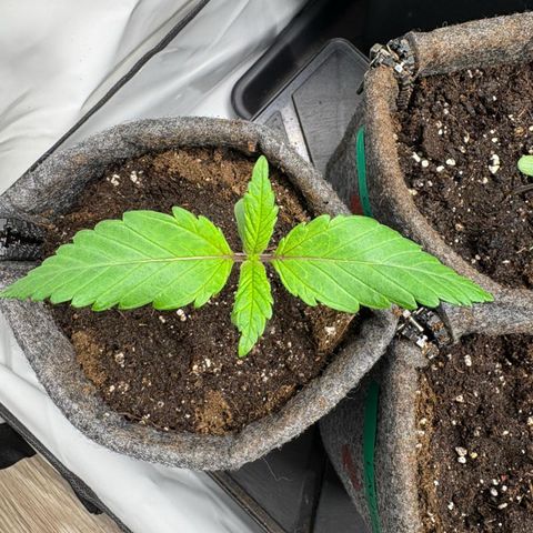 Laughing Buddha growlog photo: #1