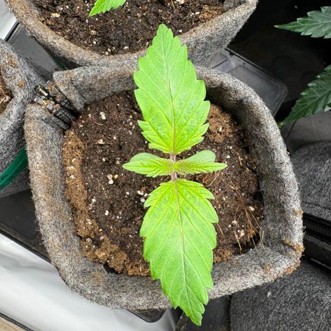 Laughing Buddha growlog photo: #2