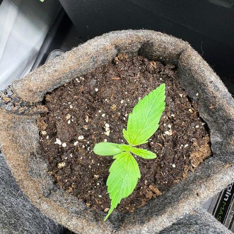 Laughing Buddha growlog photo: #3