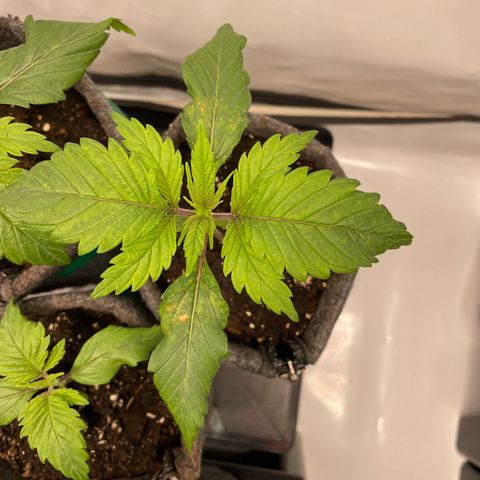 Laughing Buddha growlog photo: #1