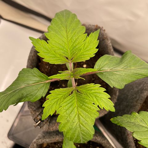 Laughing Buddha growlog photo: #2