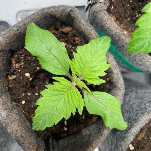 Laughing Buddha growlog photo: #3