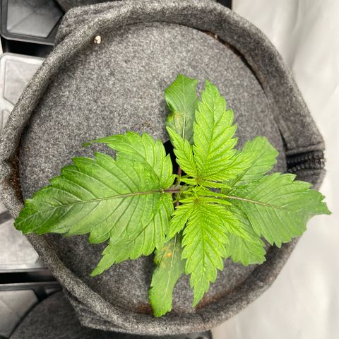 Laughing Buddha growlog photo: #1