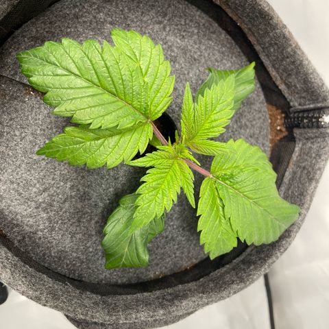 Laughing Buddha growlog photo: #2