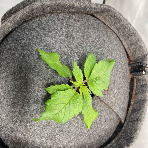 Laughing Buddha growlog photo: #3