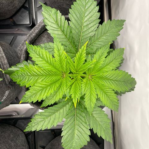 Laughing Buddha growlog photo: #1