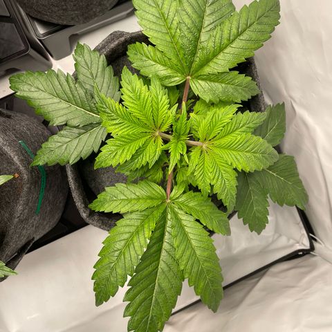 Laughing Buddha growlog photo: #2