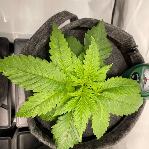 Laughing Buddha growlog photo: #3