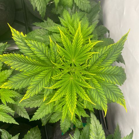 Laughing Buddha growlog photo: #LB1