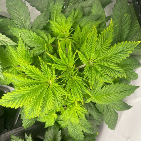 Laughing Buddha growlog photo: #LB2
