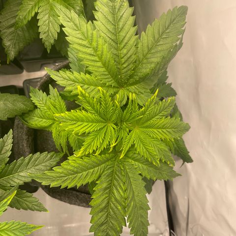 Laughing Buddha growlog photo: #LB3