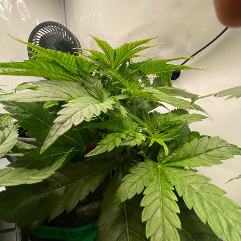 Laughing Buddha growlog photo: #LB1