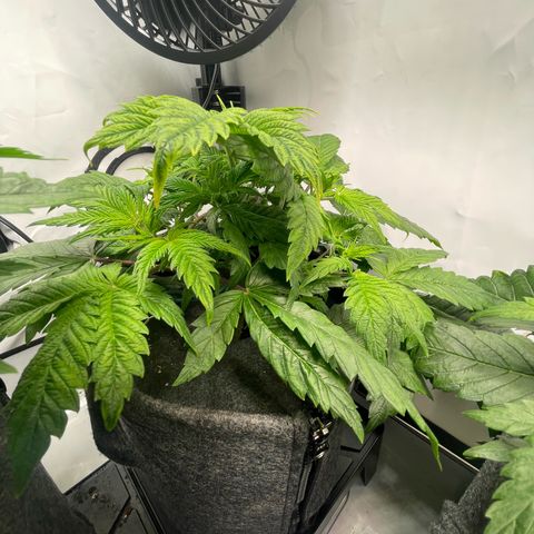 Laughing Buddha growlog photo: #LB2