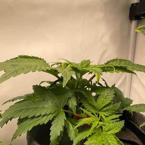 Laughing Buddha growlog photo: #LB3