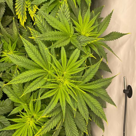 Laughing Buddha growlog photo: #1