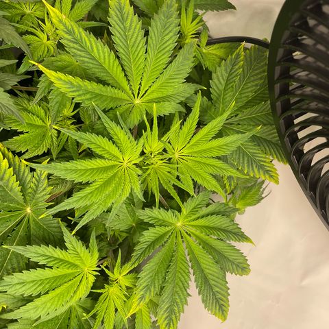 Laughing Buddha growlog photo: #2
