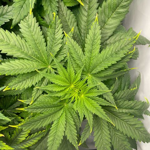 Laughing Buddha growlog photo: #3