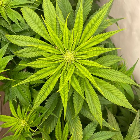 Laughing Buddha growlog photo: #1