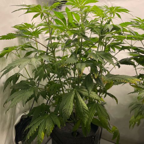 Laughing Buddha growlog photo: #2