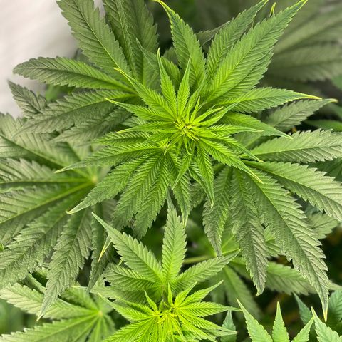 Laughing Buddha growlog photo: #3