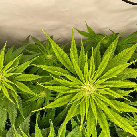 Laughing Buddha growlog photo: #1