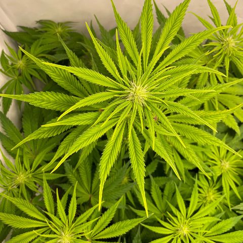 Laughing Buddha growlog photo: #2
