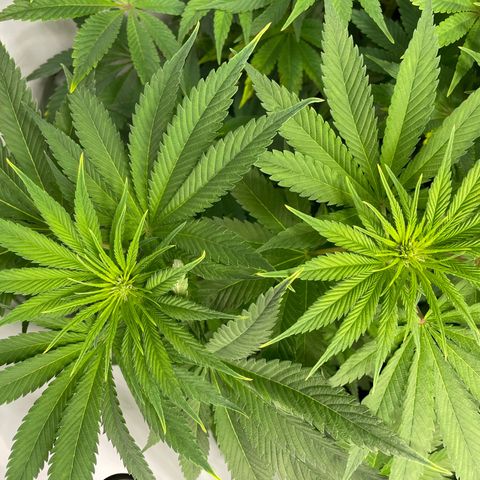 Laughing Buddha growlog photo: #3