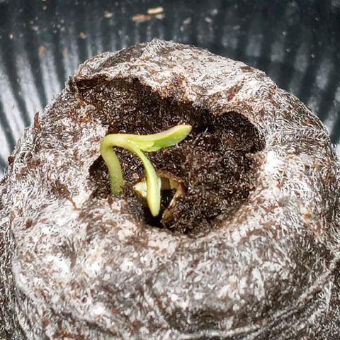 Purple lemonade  growlog photo: She’s growing 