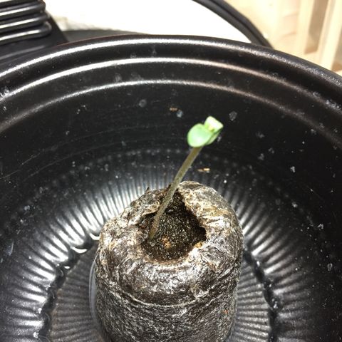 Purple lemonade  growlog photo: She is growing 