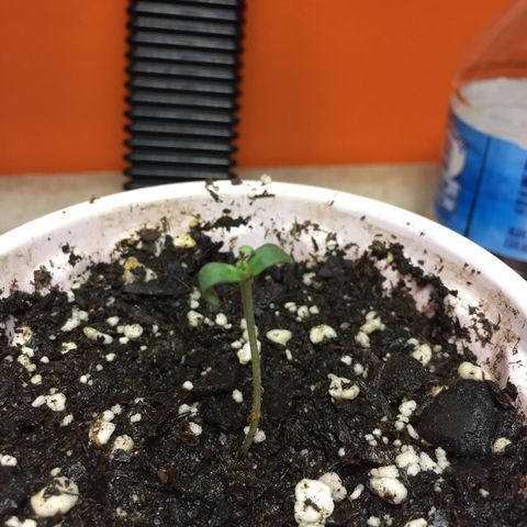 Purple lemonade  growlog photo: She’s growing and looking good