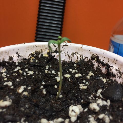 Purple lemonade  growlog photo: She’s growing and looking good